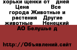 хорьки щенки от 35дней › Цена ­ 4 000 - Все города Животные и растения » Другие животные   . Ненецкий АО,Белушье д.